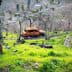 An abandoned orange car partially hidden among trees and grass in a rural area. - Olive Oil Times