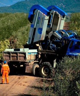 Blue olive harvesting machine positioned on a dirt path in an olive grove. - Olive Oil Times