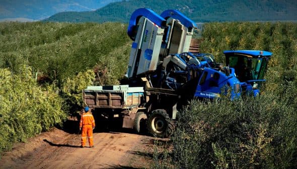 Blue olive harvesting machine positioned on a dirt path in an olive grove. - Olive Oil Times