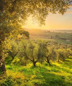 Olive trees in a grove with sunlight filtering through leaves during sunset. - Olive Oil Times
