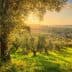 Olive trees in a grove with sunlight filtering through leaves during sunset. - Olive Oil Times