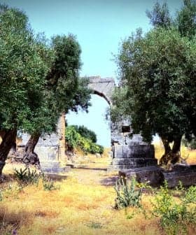Two olive trees beside an ancient stone archway in a grassy area. - Olive Oil Times