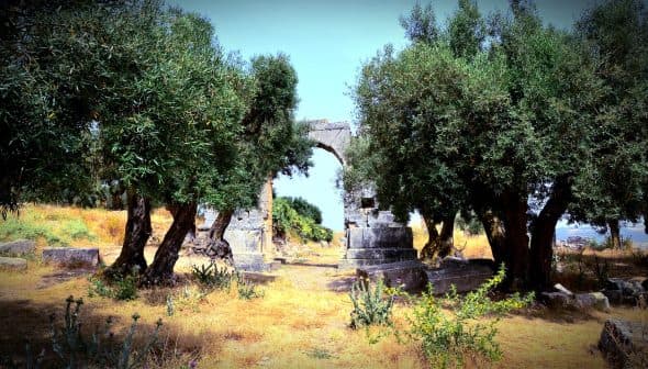 Two olive trees beside an ancient stone archway in a grassy area. - Olive Oil Times