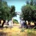 Two olive trees beside an ancient stone archway in a grassy area. - Olive Oil Times