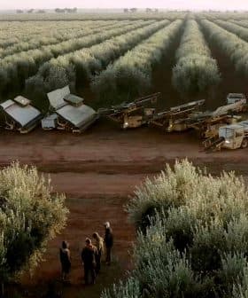 Multiple olive harvesting machines lined up in an olive grove with trees in rows. - Olive Oil Times