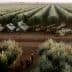 Multiple olive harvesting machines lined up in an olive grove with trees in rows. - Olive Oil Times