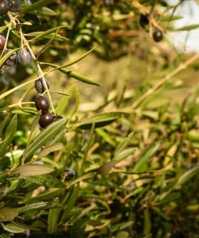 Close-up of an olive tree branch featuring ripe black olives among green leaves. - Olive Oil Times