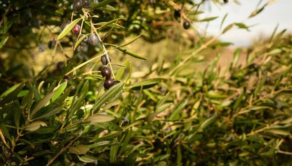 Close-up of an olive tree branch featuring ripe black olives among green leaves. - Olive Oil Times