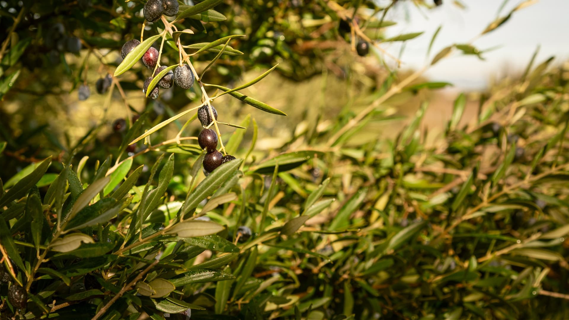 Close-up of an olive tree branch featuring ripe black olives among green leaves. - Olive Oil Times