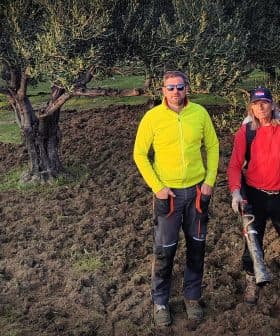 Two individuals standing in an olive grove with trees in the background and freshly tilled soil. - Olive Oil Times