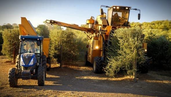 A yellow olive harvesting machine and a blue tractor in an olive grove during harvest season. - Olive Oil Times