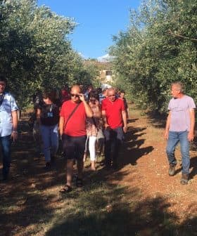 A group of people walking through an olive grove with trees on either side. - Olive Oil Times