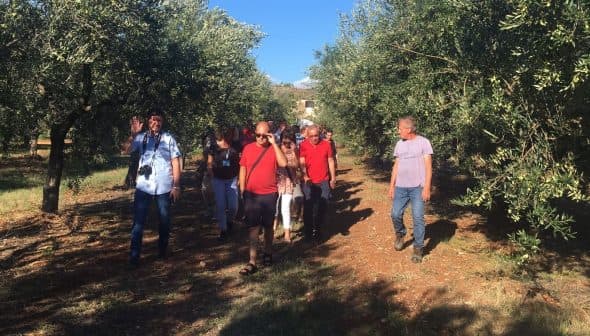 A group of people walking through an olive grove with trees on either side. - Olive Oil Times