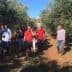 A group of people walking through an olive grove with trees on either side. - Olive Oil Times