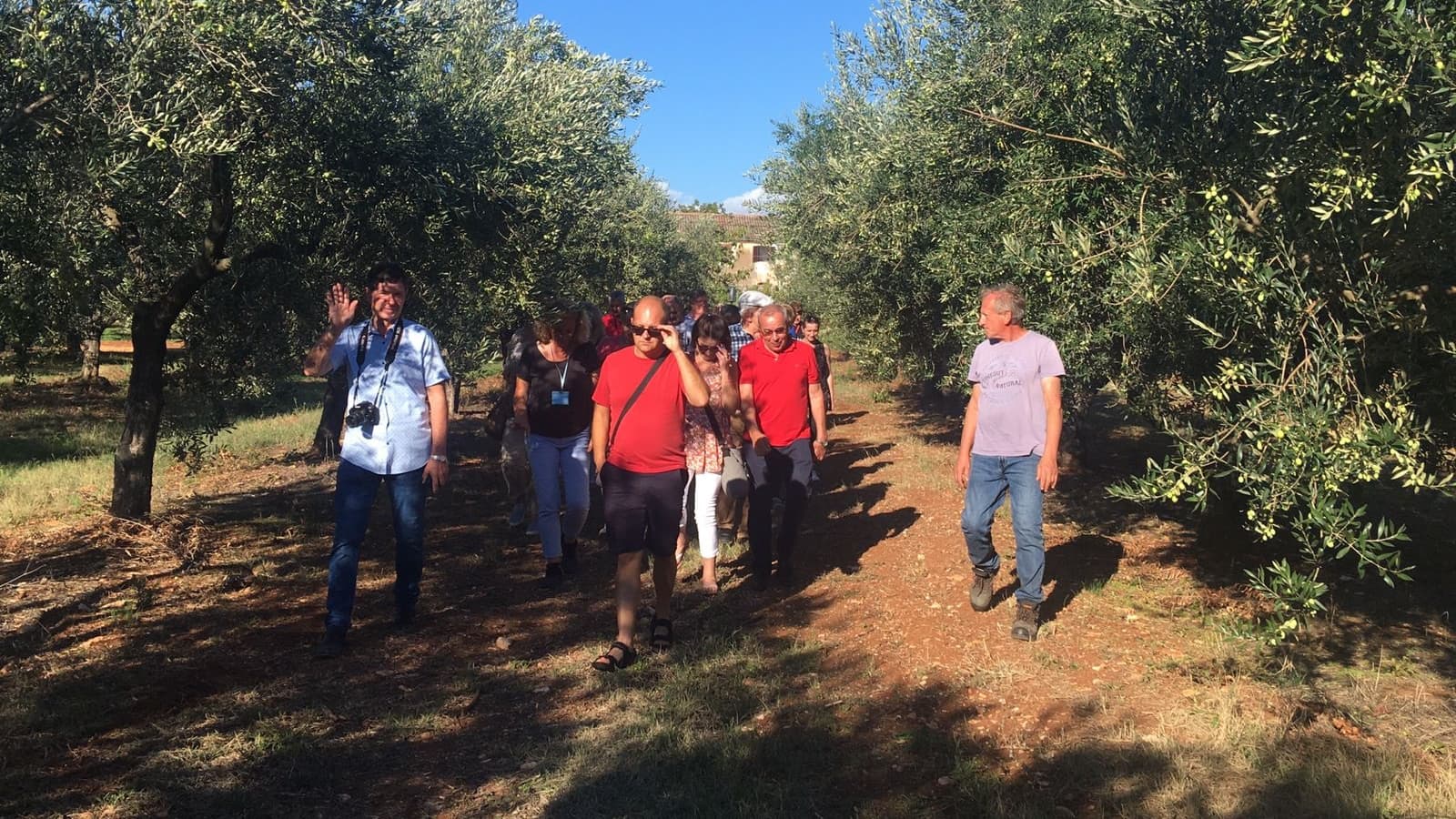 A group of people walking through an olive grove with trees on either side. - Olive Oil Times