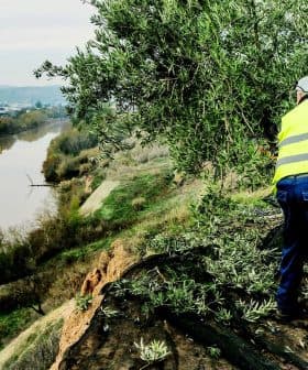 Individual wearing a yellow safety vest pruning an olive tree on a hillside overlooking a river. - Olive Oil Times