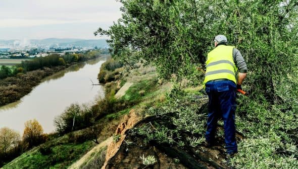 Individual wearing a yellow safety vest pruning an olive tree on a hillside overlooking a river. - Olive Oil Times