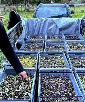 Man inspecting olives in large bins during an olive harvest. - Olive Oil Times