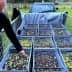 Man inspecting olives in large bins during an olive harvest. - Olive Oil Times