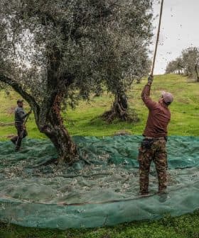 Workers harvesting olives from trees using long poles and nets on the ground. - Olive Oil Times