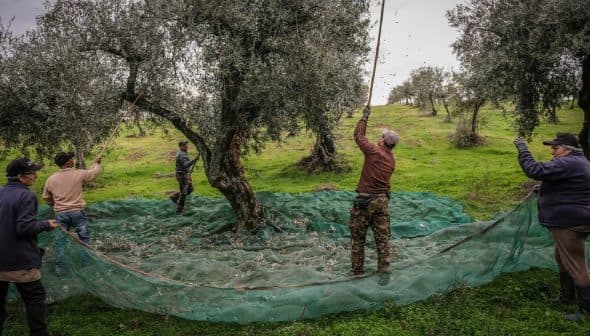 Workers harvesting olives from trees using long poles and nets on the ground. - Olive Oil Times