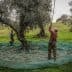 Workers harvesting olives from trees using long poles and nets on the ground. - Olive Oil Times