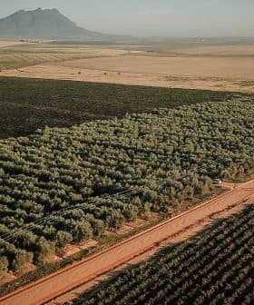Aerial image showing an olive grove with rows of trees and a mountain in the background. - Olive Oil Times