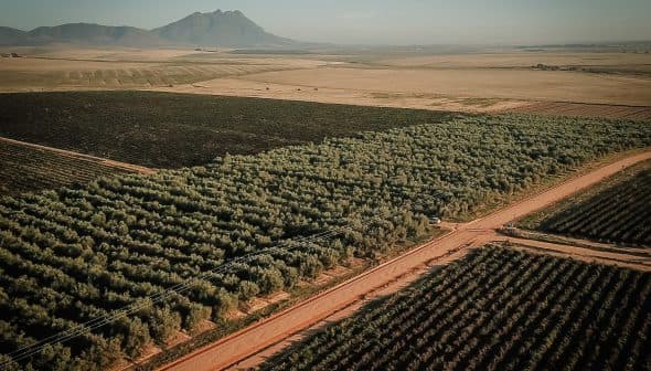 Aerial image showing an olive grove with rows of trees and a mountain in the background. - Olive Oil Times