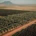 Aerial image showing an olive grove with rows of trees and a mountain in the background. - Olive Oil Times