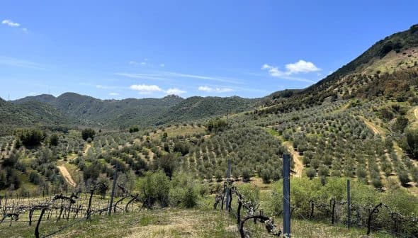Expansive olive grove with rows of olive trees on rolling hills under a clear blue sky. - Olive Oil Times