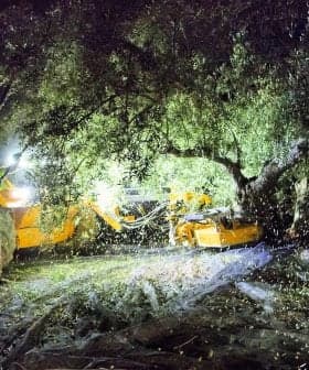 Workers using machinery to harvest olives from a tree during nighttime with bright lights illuminating the area. - Olive Oil Times