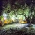 Workers using machinery to harvest olives from a tree during nighttime with bright lights illuminating the area. - Olive Oil Times
