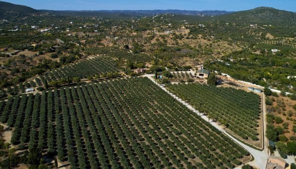 Aerial view of a large olive grove with neatly arranged trees in rows. - Olive Oil Times