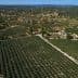 Aerial view of a large olive grove with neatly arranged trees in rows. - Olive Oil Times
