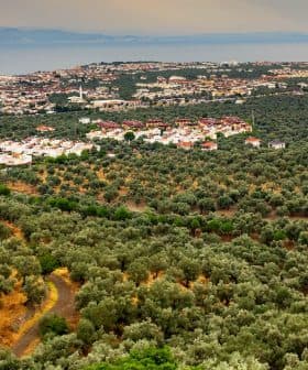 Aerial view of an olive grove with a coastal town in the background and hills in the distance. - Olive Oil Times