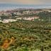 Aerial view of an olive grove with a coastal town in the background and hills in the distance. - Olive Oil Times