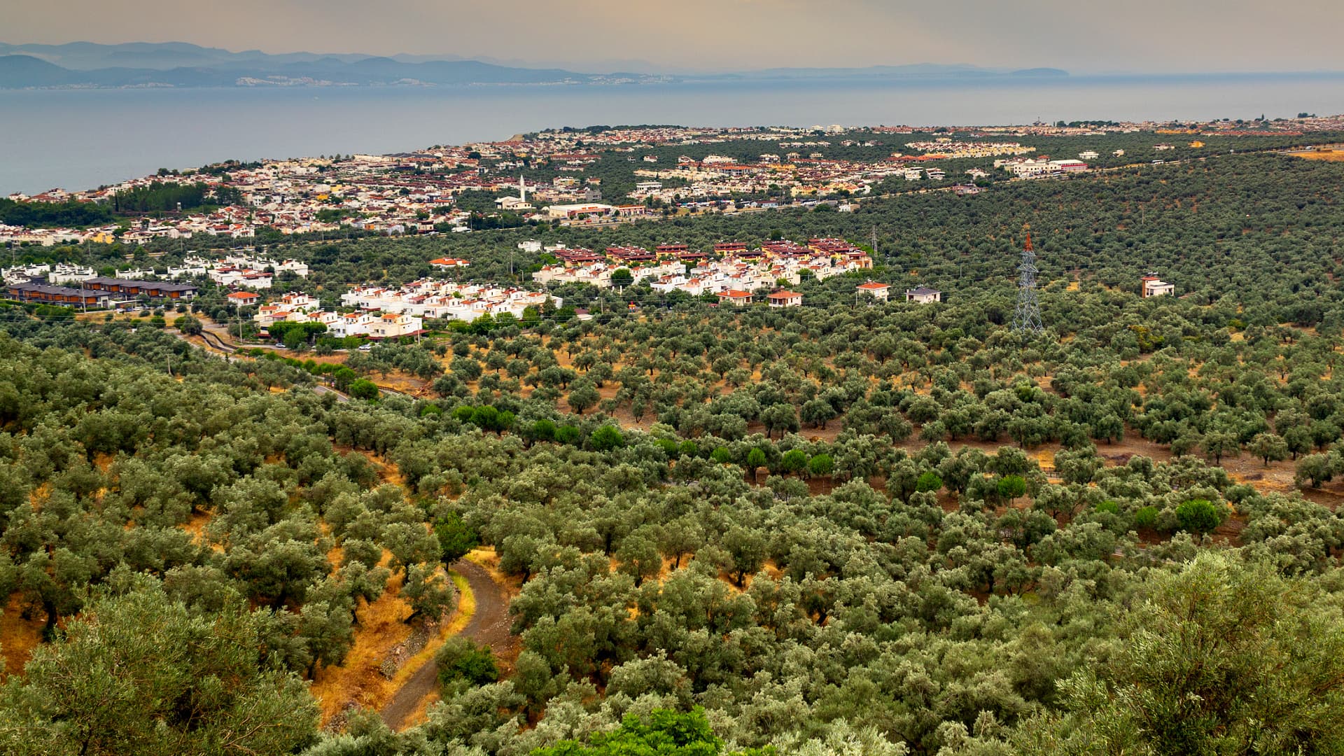 Aerial view of an olive grove with a coastal town in the background and hills in the distance. - Olive Oil Times