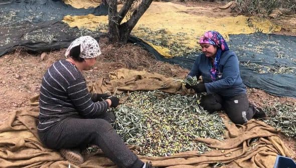 Two women sorting olives on a large cloth in an olive grove during harvest season. - Olive Oil Times