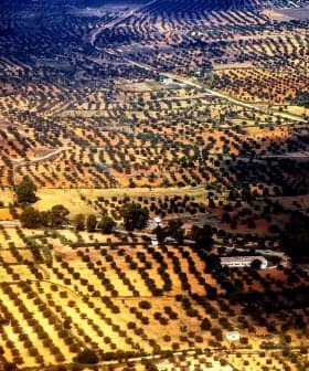 Aerial view showing a landscape of olive groves with varying shades of green and brown. - Olive Oil Times