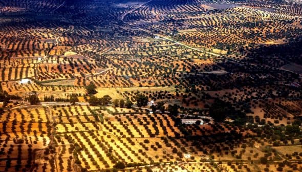 Aerial view showing a landscape of olive groves with varying shades of green and brown. - Olive Oil Times