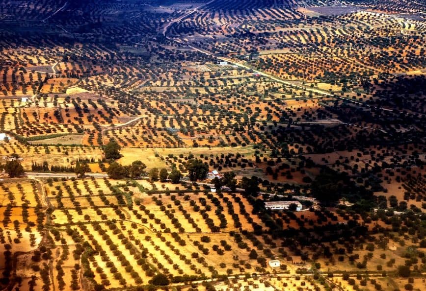 Aerial view showing a landscape of olive groves with varying shades of green and brown. - Olive Oil Times