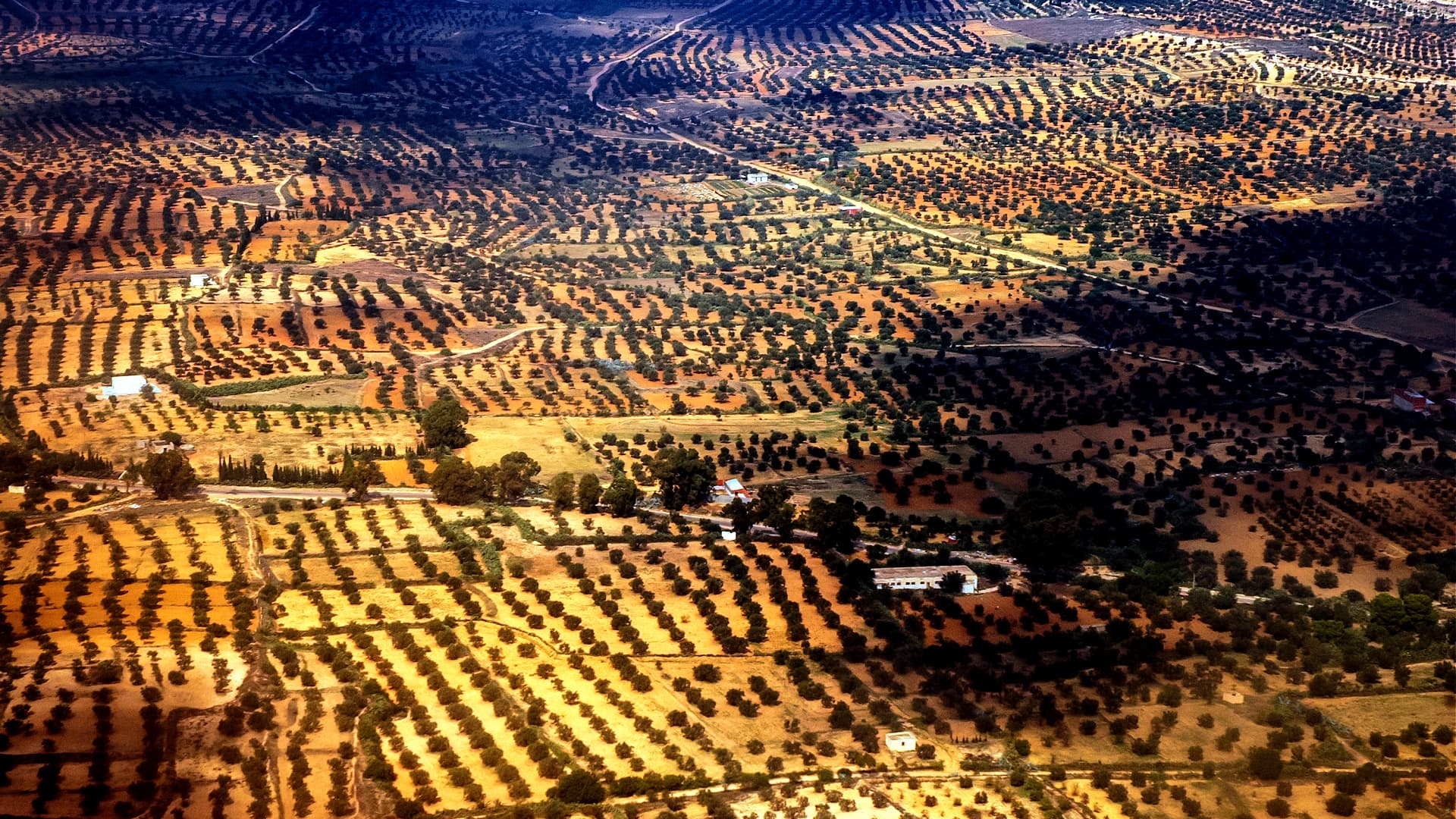 Aerial view showing a landscape of olive groves with varying shades of green and brown. - Olive Oil Times