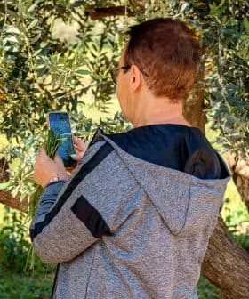 Individual photographing an olive tree with a smartphone in a natural setting. - Olive Oil Times