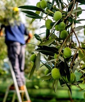 Green olives hanging from an olive tree with a worker harvesting in the background. - Olive Oil Times