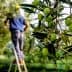 Green olives hanging from an olive tree with a worker harvesting in the background. - Olive Oil Times