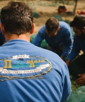 Group of men in blue sweaters working together to harvest olives in an outdoor setting. - Olive Oil Times