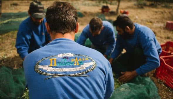 Group of men in blue sweaters working together to harvest olives in an outdoor setting. - Olive Oil Times