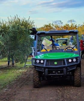 Utility vehicle used for olive harvesting in an olive grove with workers gathering olives. - Olive Oil Times