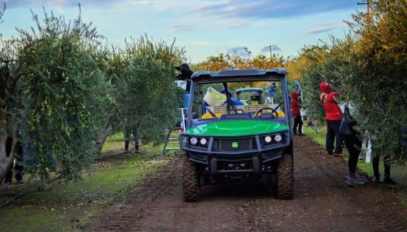 Utility vehicle used for olive harvesting in an olive grove with workers gathering olives. - Olive Oil Times