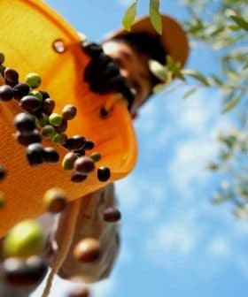 Individual collecting olives in an orange basket while standing under an olive tree. - Olive Oil Times